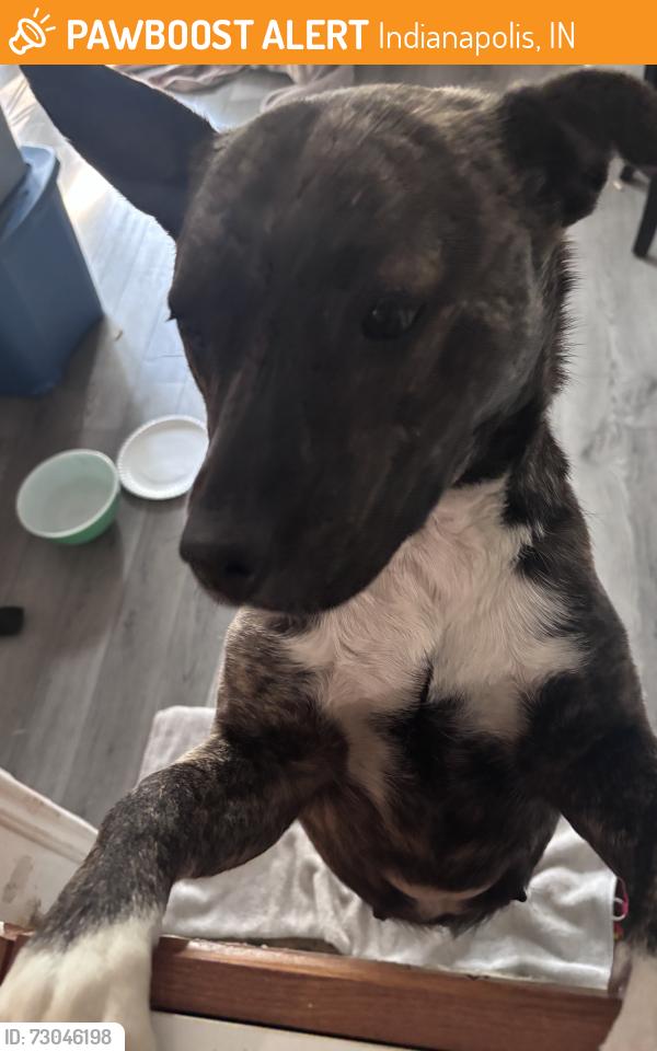 Found/Stray Female Dog last seen 10th and 16th Harbison, Indianapolis, IN 46219
