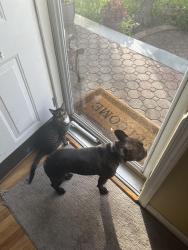 Lost Female Cat last seen betty lane, Mineola, NY 11501
