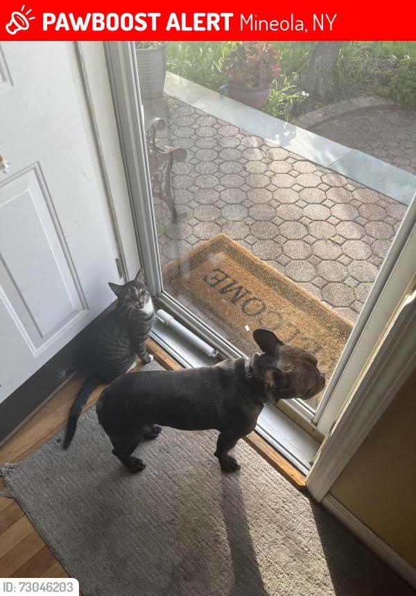 Lost Female Cat last seen betty lane, Mineola, NY 11501