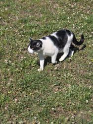 Lost Male Cat last seen 7- eleven, Harmony, NC 28634
