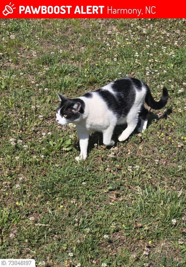 Lost Male Cat last seen 7- eleven, Harmony, NC 28634