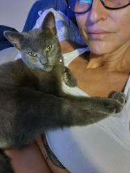 Lost Female Cat last seen Near sw Cherryhill Road port, Port St. Lucie, FL 34953