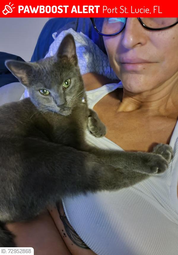 Lost Female Cat last seen Near sw Cherryhill Road port, Port St. Lucie, FL 34953