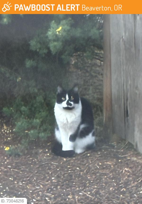 Found/Stray Unknown Cat last seen Walker Rd, Beaverton, OR 97006
