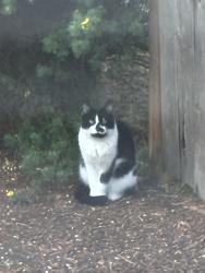 Found/Stray Unknown Cat last seen Walker Rd, Beaverton, OR 97006