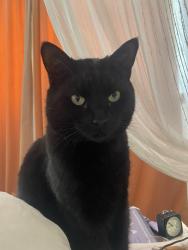 Reunited Male Cat last seen In the gardens between Holly Village and St Albans Road NW5, Greater London, England NW5 1RH