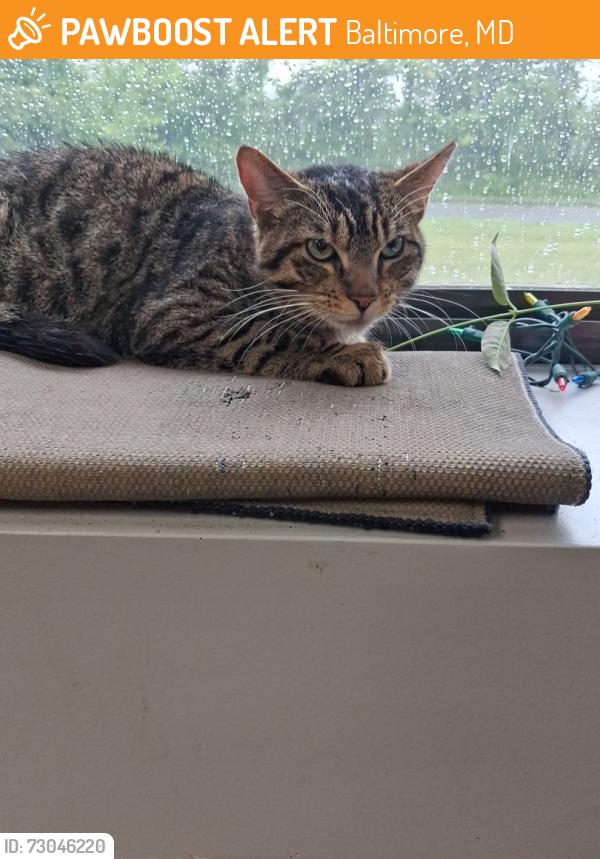 Found/Stray Male Cat last seen Canton center dr, Baltimore, MD 21224