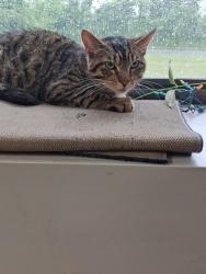 Found/Stray Male Cat last seen Canton center dr, Baltimore, MD 21224