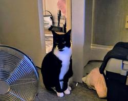 Reunited Male Cat last seen bolesworth road, Cheshire West and Chester, England CH2