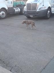 Found/Stray Female Dog last seen Pace supply, Stockton, CA 95215