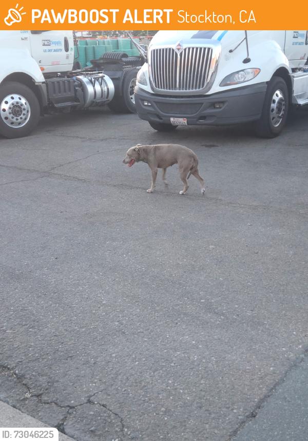 Found/Stray Female Dog last seen Pace supply, Stockton, CA 95215