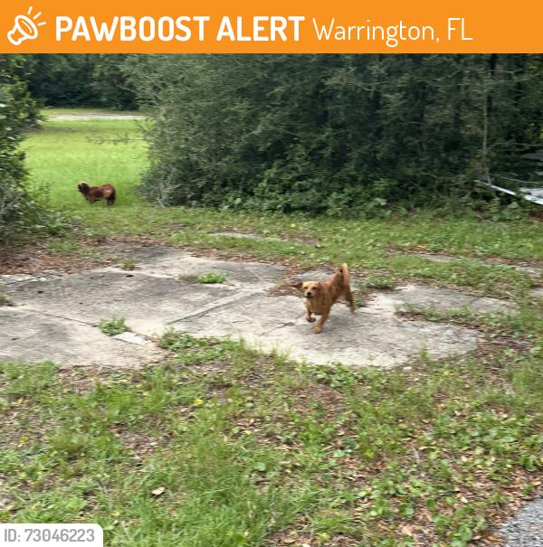 Found/Stray Unknown Dog last seen Across Shell Gas Station, Warrington, FL 32507