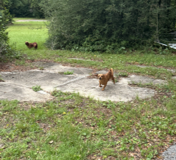 Found/Stray Unknown Dog last seen Across Shell Gas Station, Warrington, FL 32507