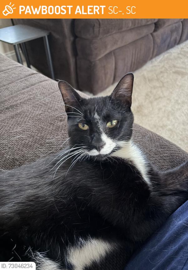 Found/Stray Male Cat last seen Spinx, SC-11, SC 29690
