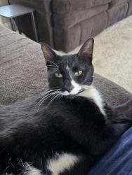 Found/Stray Male Cat last seen Spinx, SC-11, SC 29690