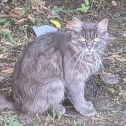 Found/Stray Unknown Cat last seen Union Ave near pink palace, Memphis, TN 38112