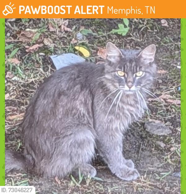 Found/Stray Unknown Cat last seen Union Ave near pink palace, Memphis, TN 38112