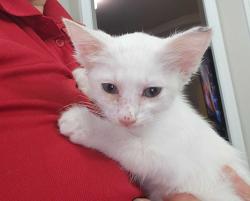 Found/Stray Female Cat last seen Near Clerestory Place, Raleigh, NC 27604
