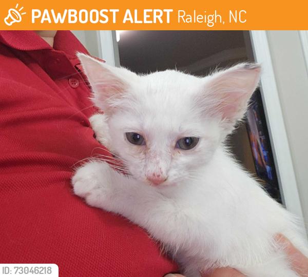 Found/Stray Female Cat last seen Near Clerestory Place, Raleigh, NC 27604