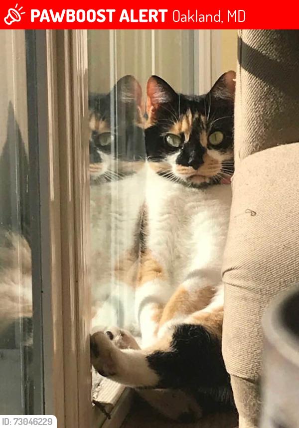 Lost Female Cat last seen Broadford Rd, Harvey Winters Drive, Oakland, MD 21550