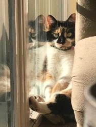 Lost Female Cat last seen Broadford Rd, Harvey Winters Drive, Oakland, MD 21550