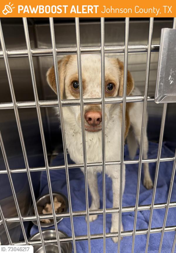 Found/Stray Female Dog last seen FM 917 and CR 604, Johnson County, TX 76009