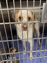Found/Stray Female Dog last seen FM 917 and CR 604, Johnson County, TX 76009