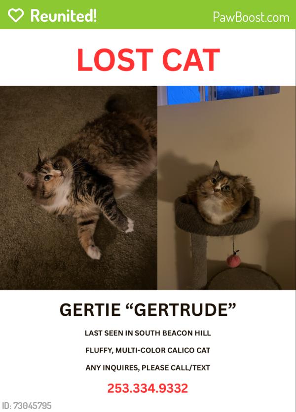 Reunited Female Cat last seen Near Van Asselt elementary , Seattle, WA 98108