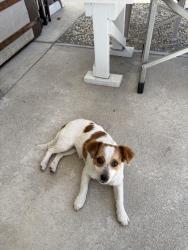 Found/Stray Female Dog last seen Sueno Dr, San Jose, CA 95148