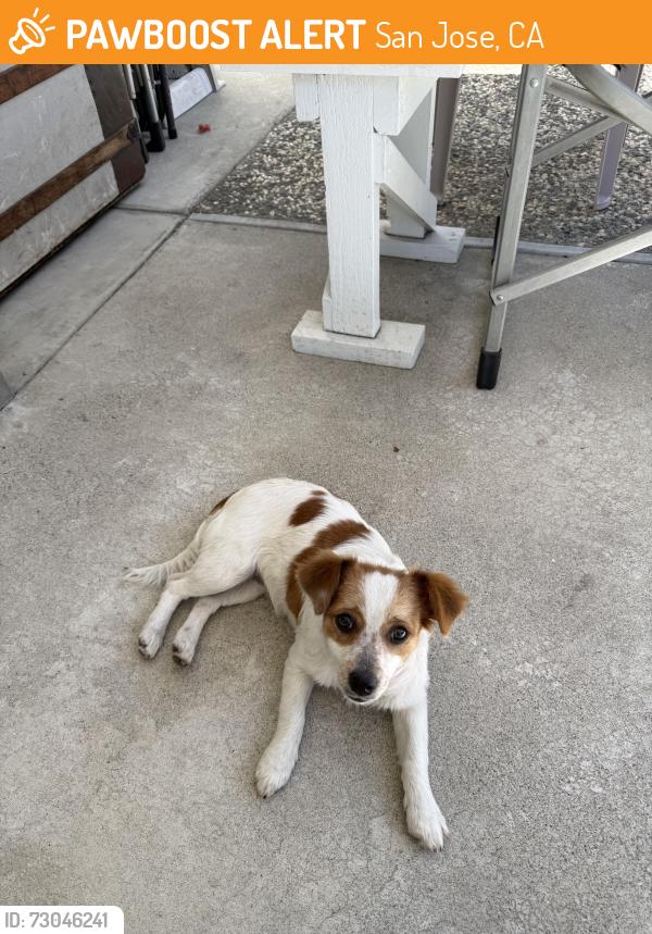 Found/Stray Female Dog last seen Sueno Dr, San Jose, CA 95148