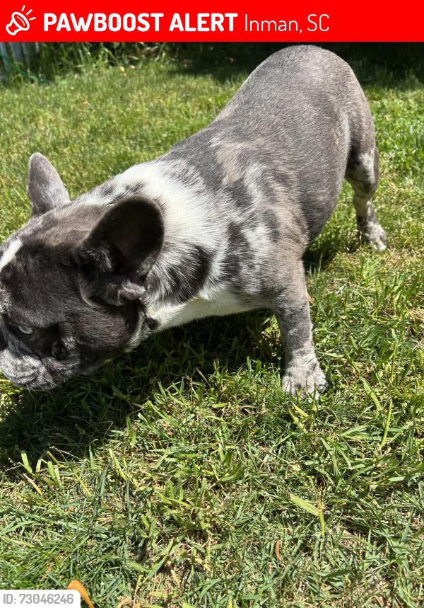 Lost Male Dog last seen Nelson Road and Gowan Road, Inman, SC 29349