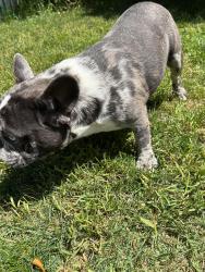 Lost Male Dog last seen Nelson Road and Gowan Road, Inman, SC 29349