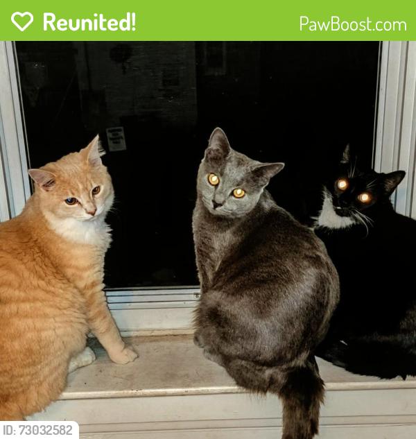 Reunited Male Cat last seen Jacob Arbors apmts , Charleston, WV 25301