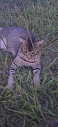 Found/Stray Unknown Cat last seen Fox Hollow and Regency, Port Richey, FL 34668