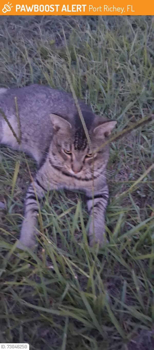 Found/Stray Unknown Cat last seen Fox Hollow and Regency, Port Richey, FL 34668