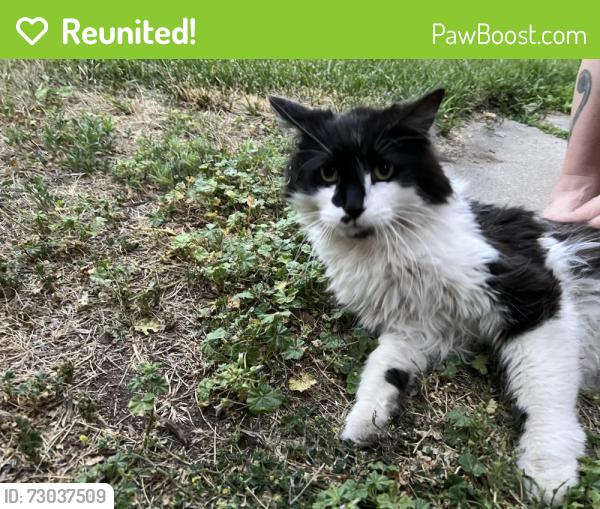 Reunited Male Cat last seen Coffeegraph , Denver, CO 80211