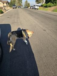 Found/Stray Female Dog last seen Construction hse, Heber City, UT 84032