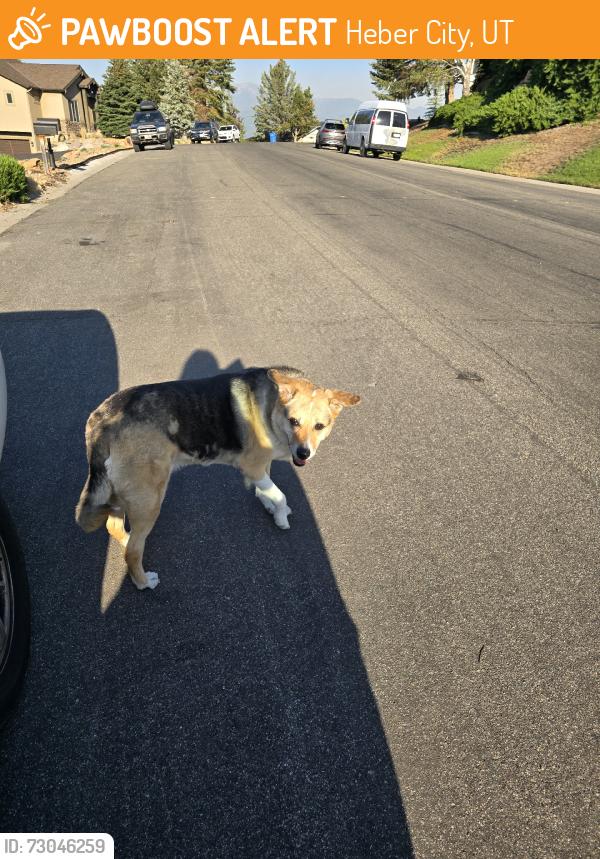 Found/Stray Female Dog last seen Construction hse, Heber City, UT 84032