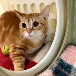 Shelter Stray Male Cat last seen , 8020 Washington St, Port Richey, FL 34668, USA
