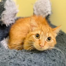Shelter Stray Male Cat last seen , 8020 Washington St, Port Richey, FL 34668, USA