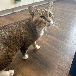 Shelter Stray Male Cat last seen , 8020 Washington St, Port Richey, FL 34668, USA