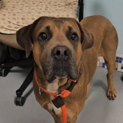 Shelter Stray Male Dog last seen , Animal Care & Control Team of Philly, 111 W Hunting Park Ave, Philadelphia, PA 19140, USA