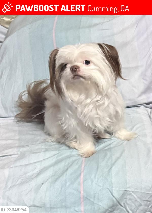 Lost Female Dog last seen Cumming ga usa, Cumming, GA 30040