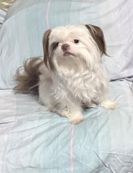 Lost Female Dog last seen Cumming ga usa, Cumming, GA 30040