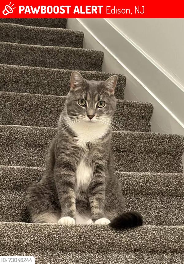 Lost Female Cat last seen edison lights, Edison, NJ 08817