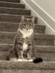Lost Female Cat last seen edison lights, Edison, NJ 08817