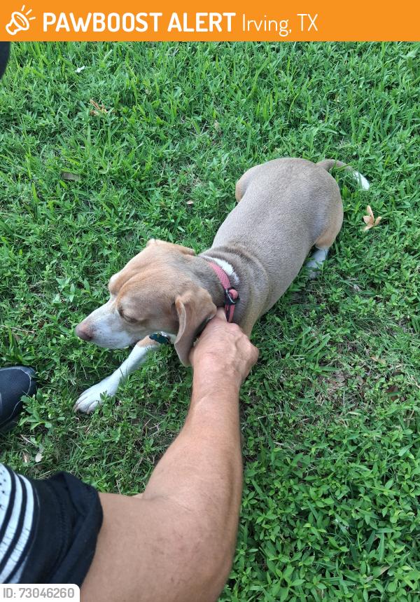 Found/Stray Male Dog last seen Walnut hill and story , Irving, TX 75038