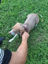 Found/Stray Male Dog last seen Walnut hill and story , Irving, TX 75038