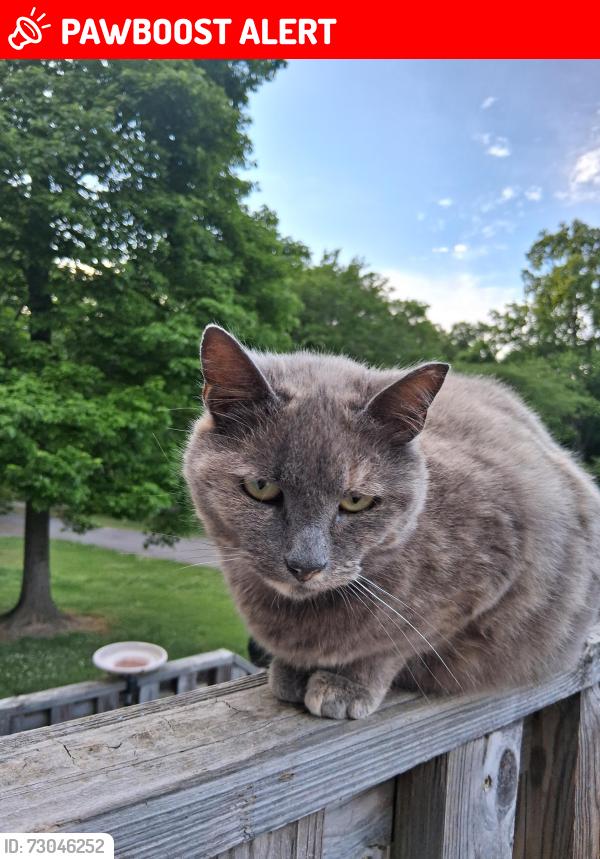 Lost Female Cat last seen Red Dog Lane, Davidson County, NC 27292