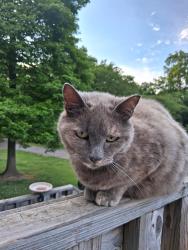 Lost Female Cat last seen Red Dog Lane, Davidson County, NC 27292
